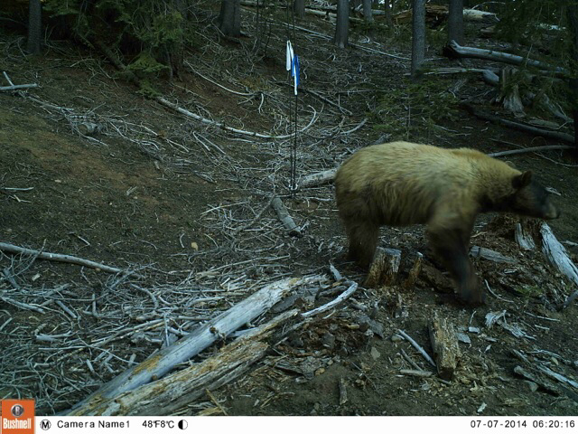 Ursus americanus