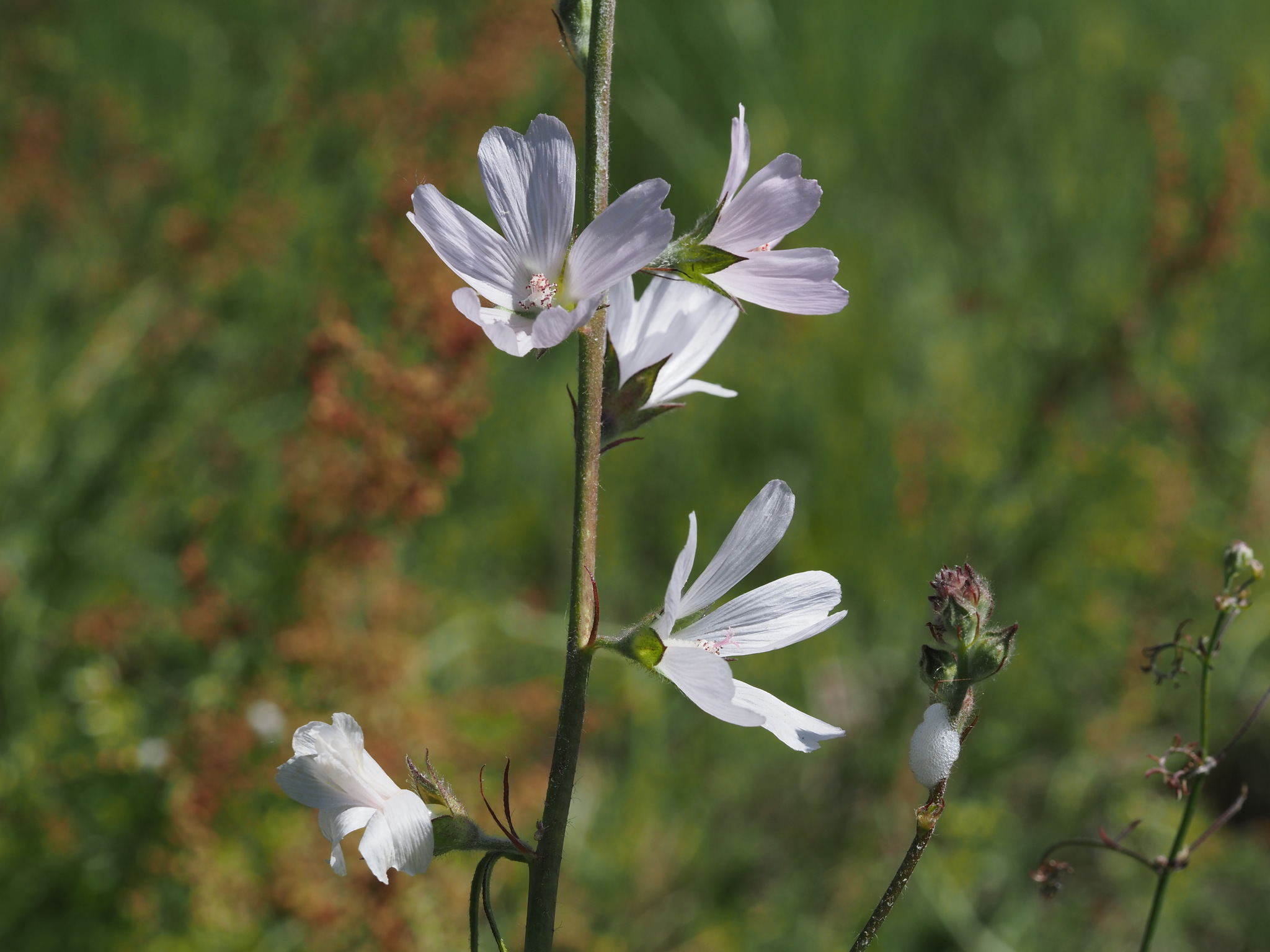 Sidalcea campestris