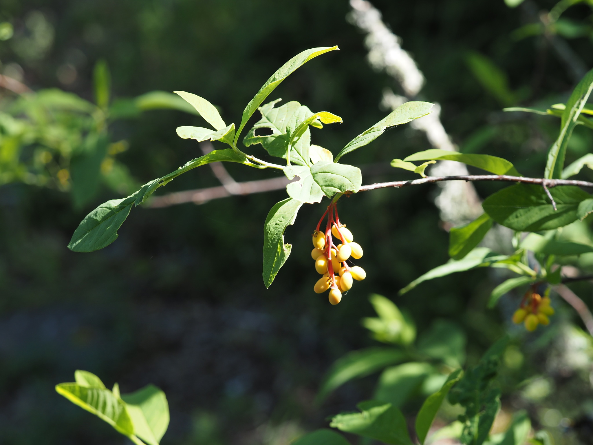 Oemleria cerasiformis