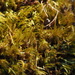 Lyell's Bristle-moss