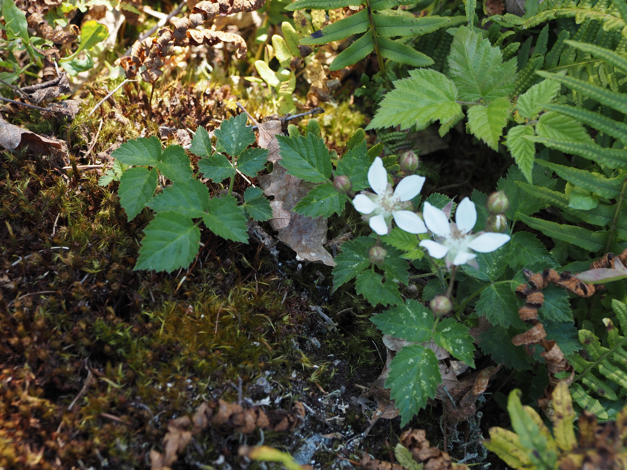 Rubus ursinus