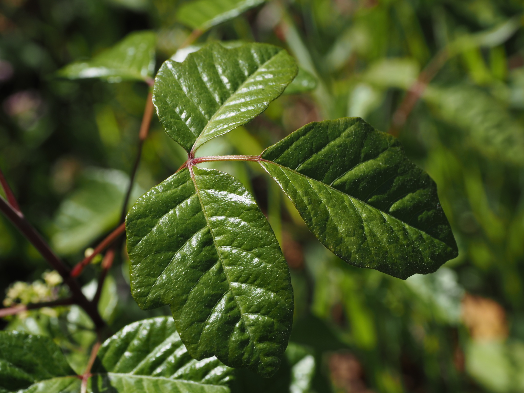 Toxicodendron diversilobum