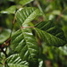 Pacific poison oak