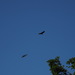 Turkey Vulture