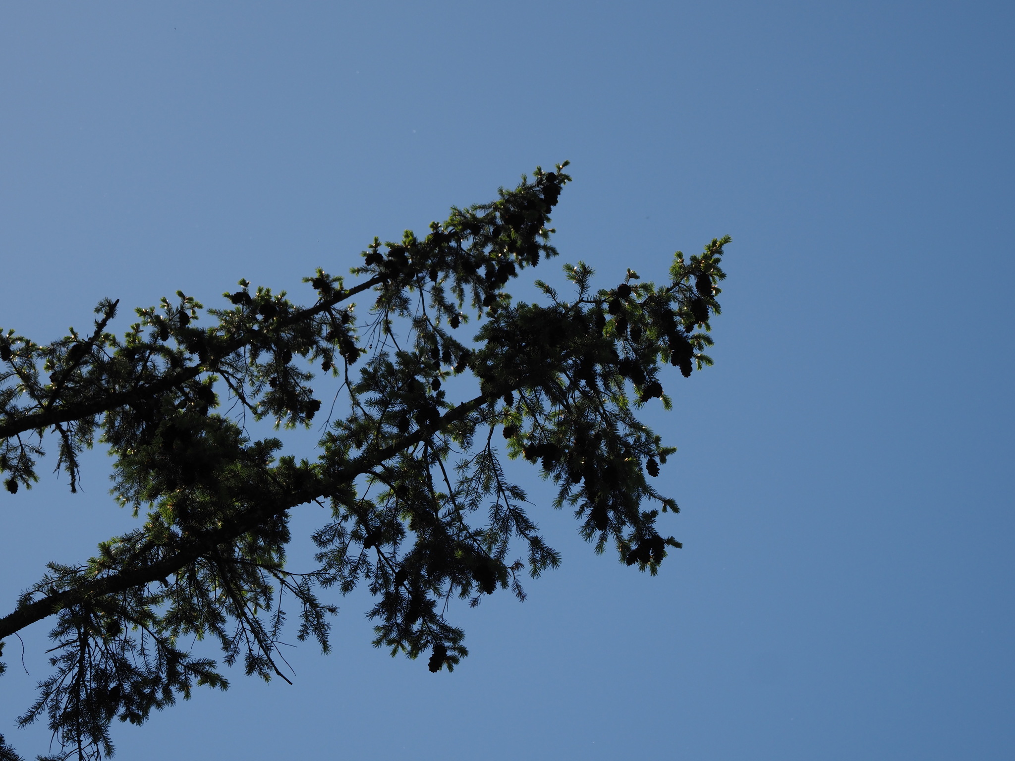 Pseudotsuga menziesii