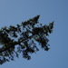 Douglas-fir