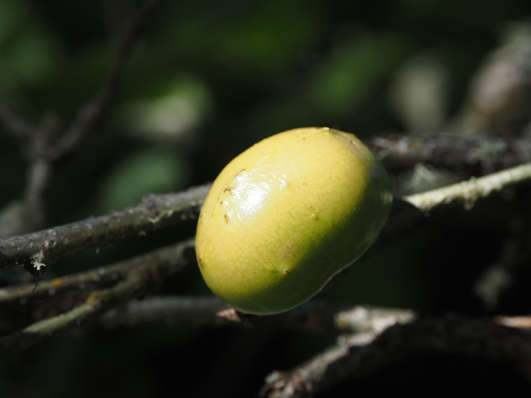 Andricus quercuscalifornicus