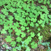 palmate-leaved Oxalis