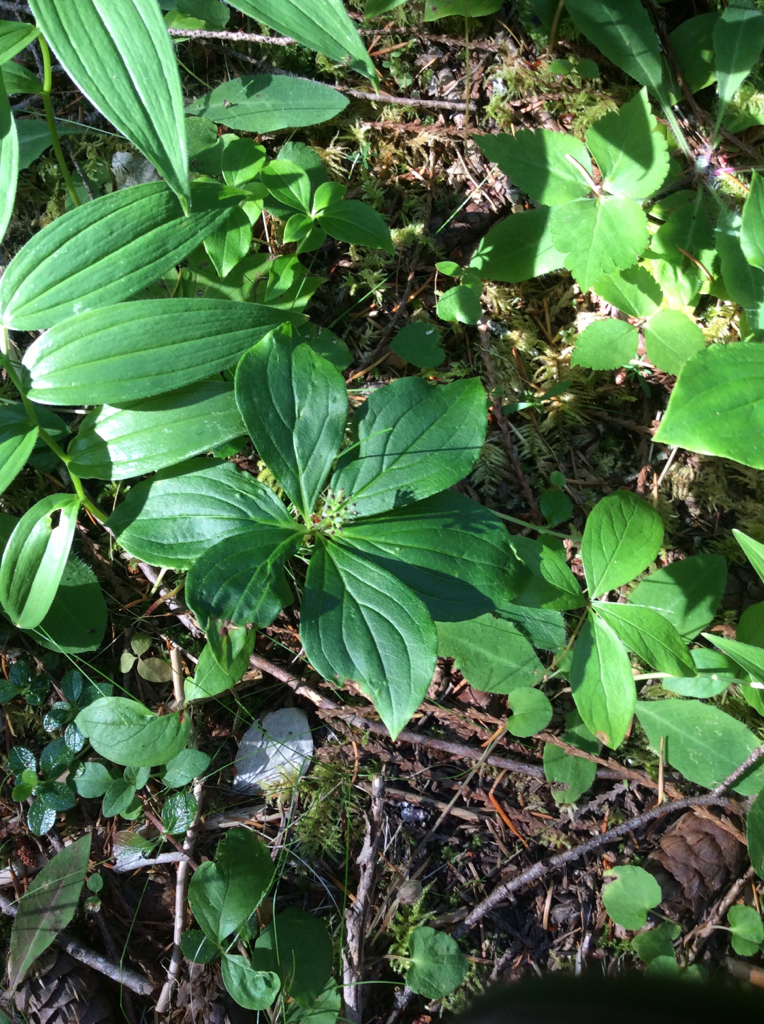 Cornus unalaschkensis