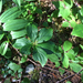 Western Bunchberry