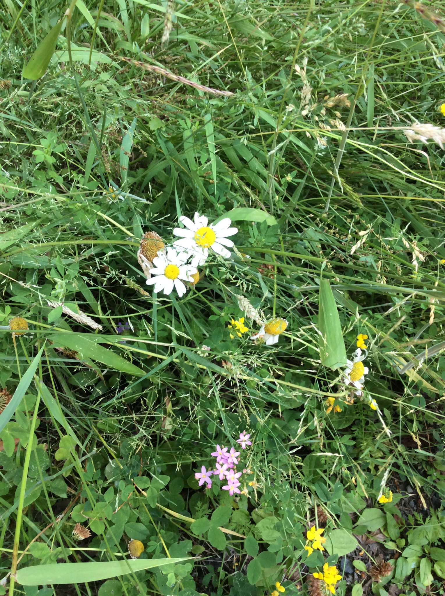 Leucanthemum vulgare