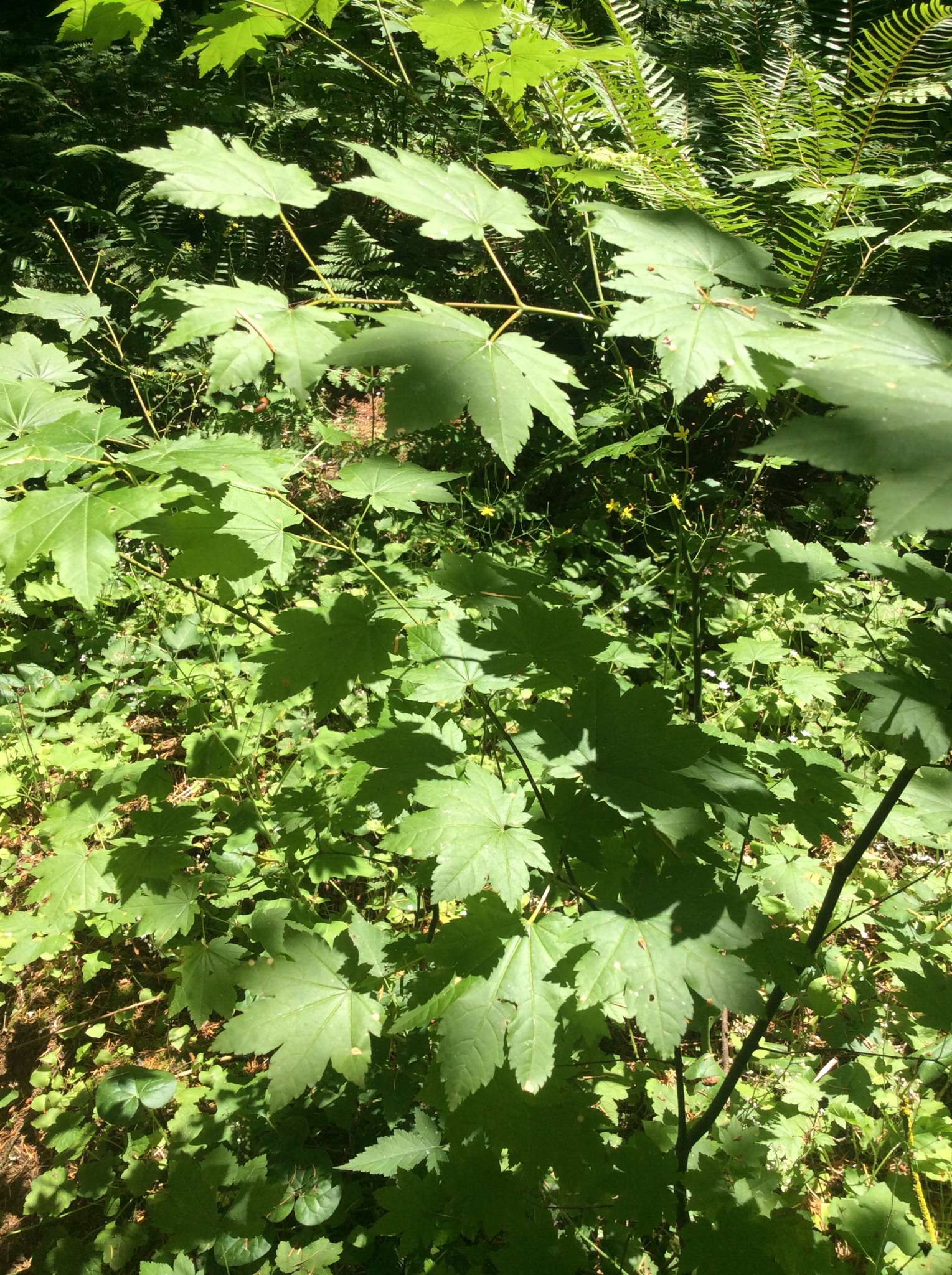 Acer circinatum