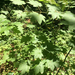 Vine Maple