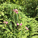 Narrow-leaved Everlasting-pea