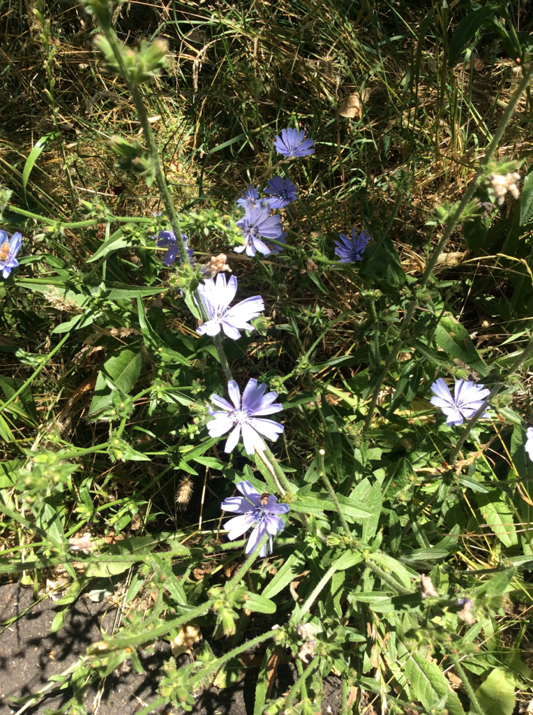 Cichorium intybus