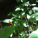 common jewelweed