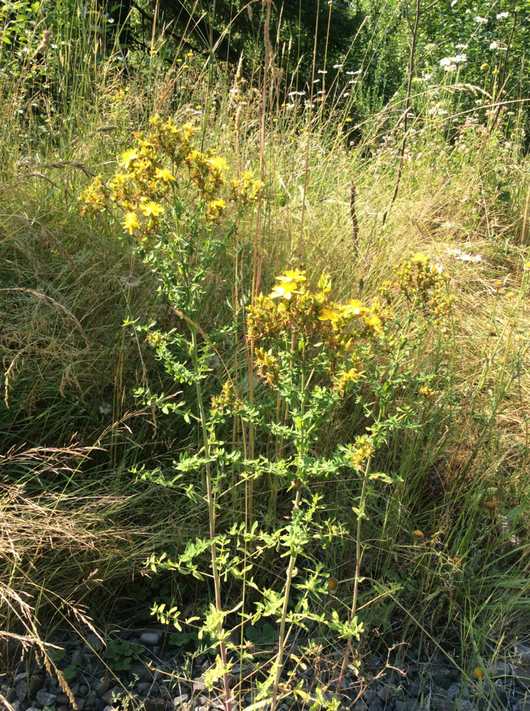 Hypericum perforatum