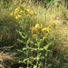 Common St. John's Wort