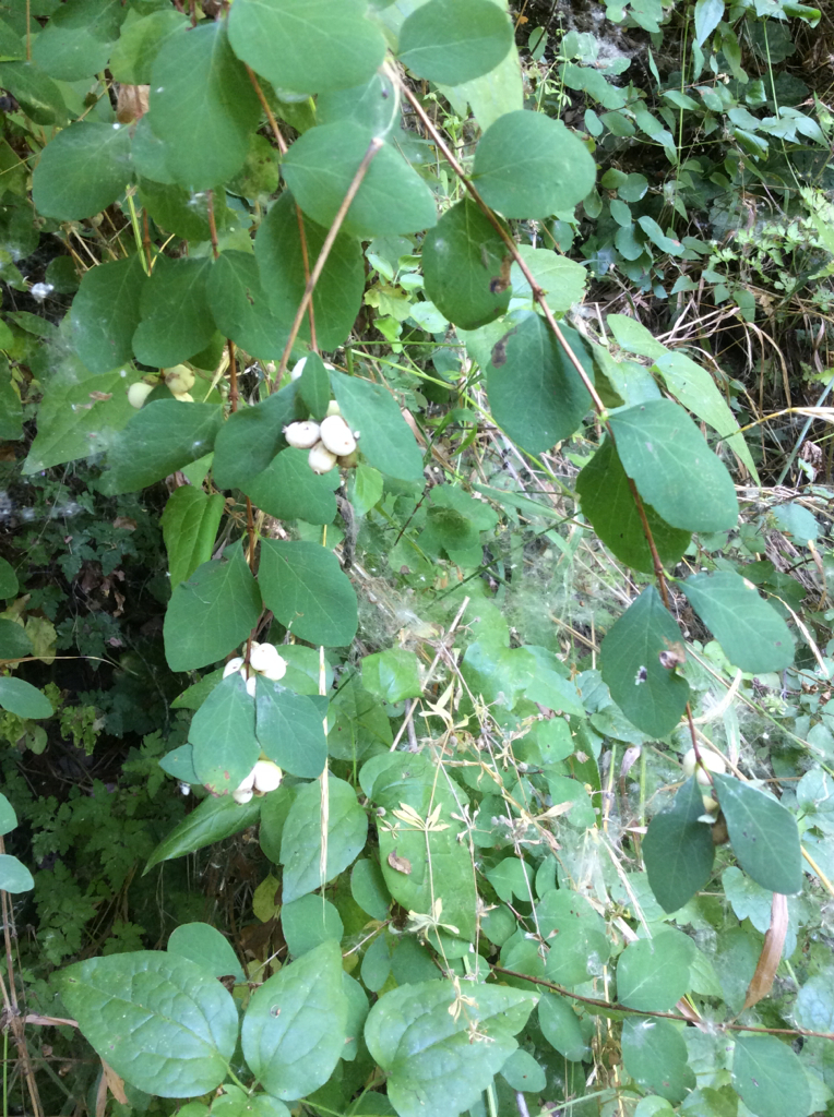 Symphoricarpos albus