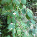 Common Snowberry