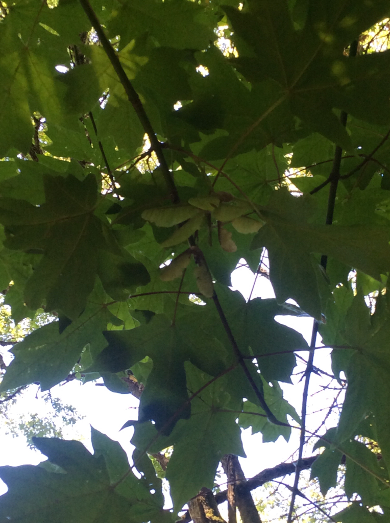 Acer macrophyllum