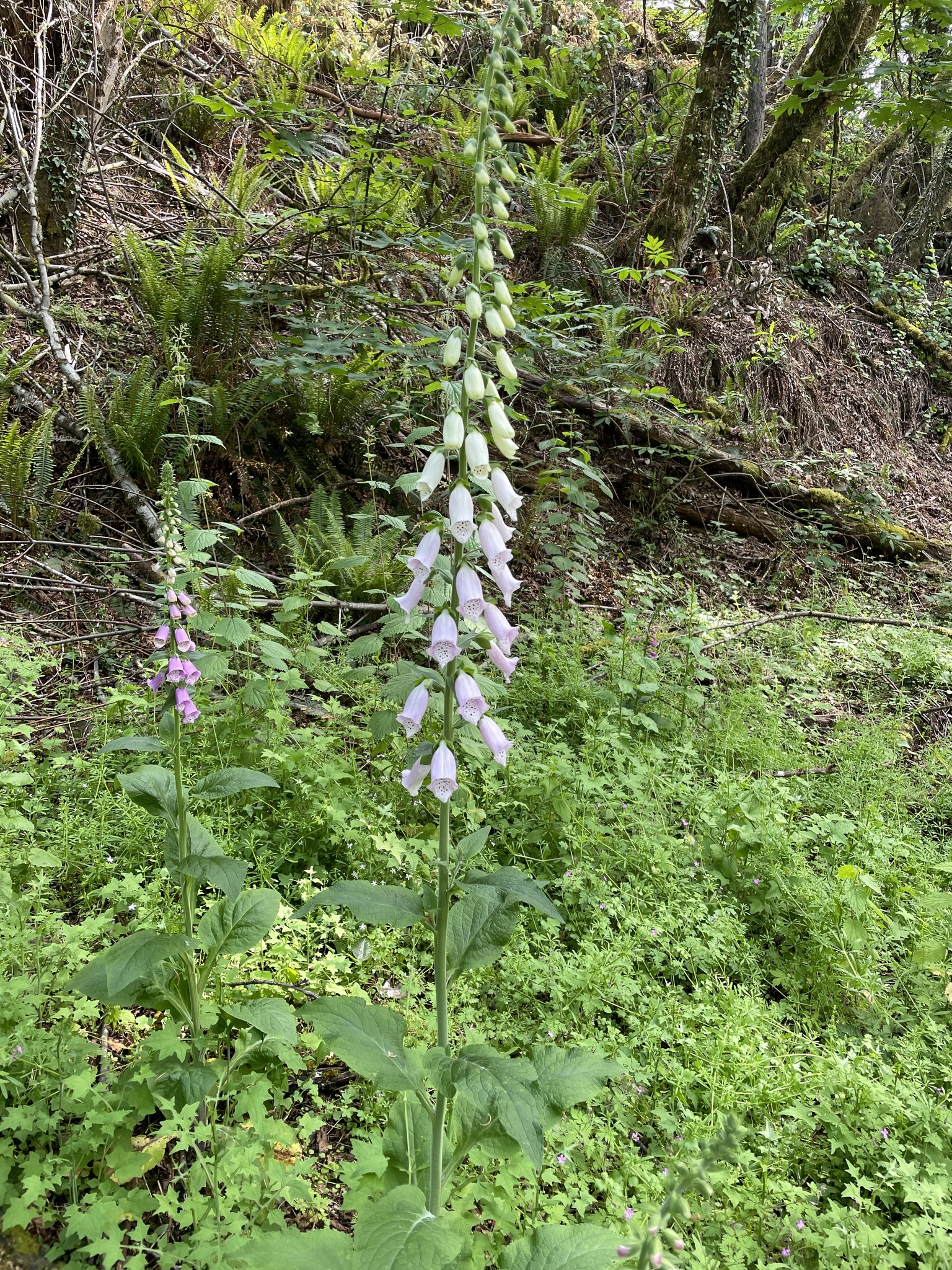 Digitalis purpurea