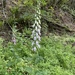 purple foxglove