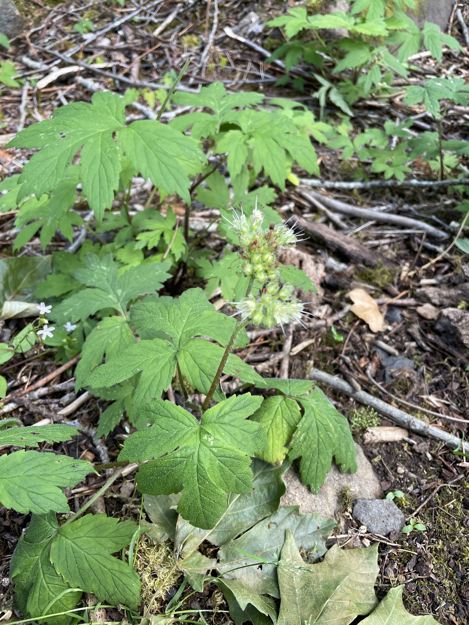 Hydrophyllum tenuipes