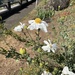 Hairy Matilija Poppy