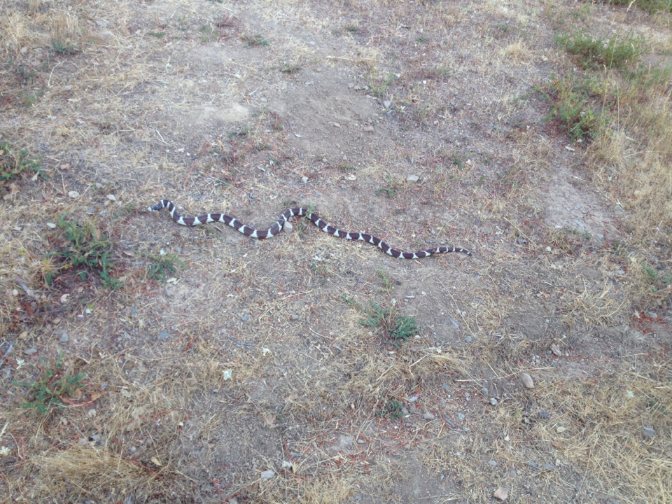 Lampropeltis californiae