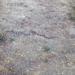 California King Snake