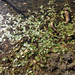 floating-leaved pondweed