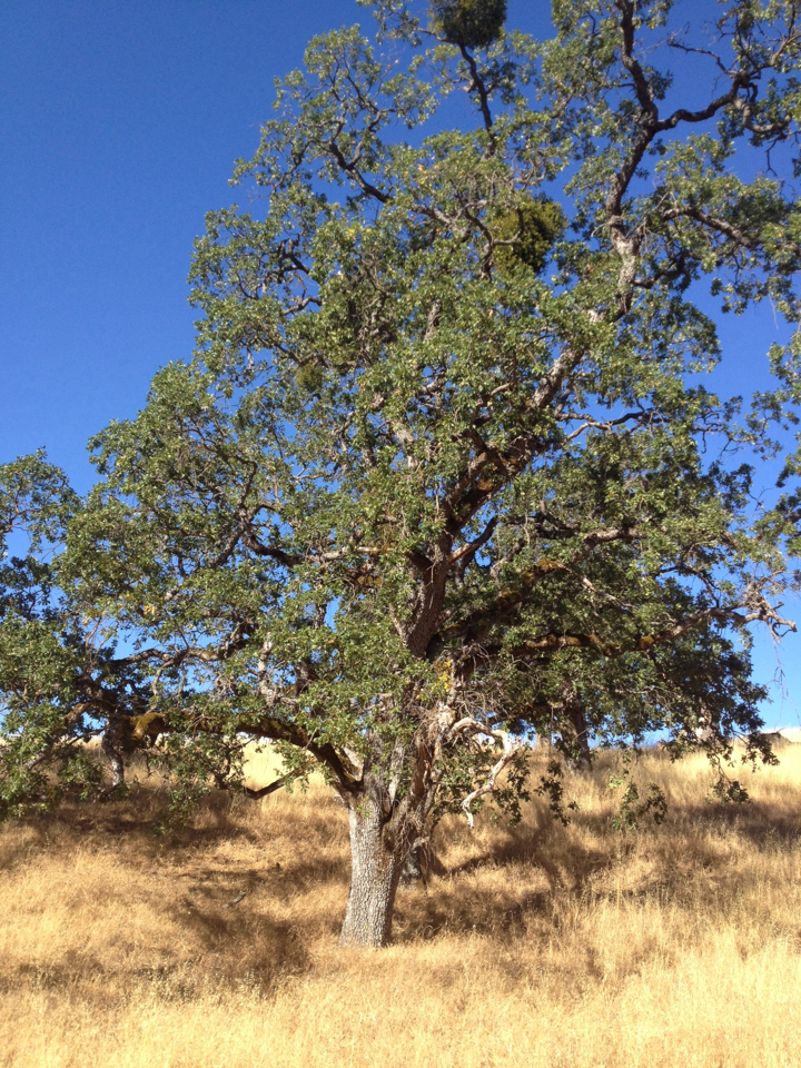 Quercus douglasii