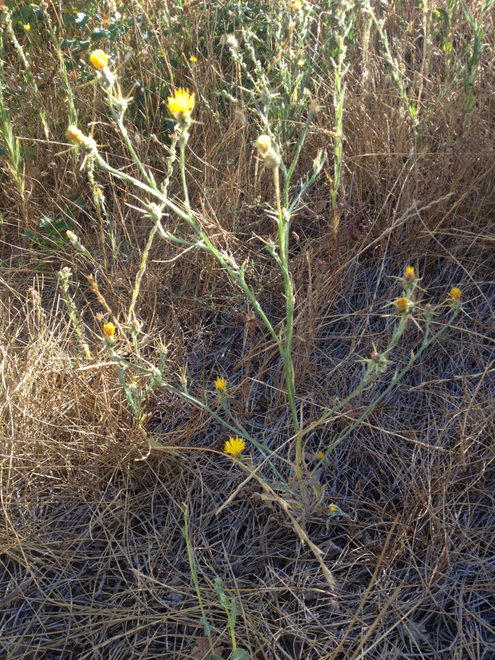 Centaurea solstitialis