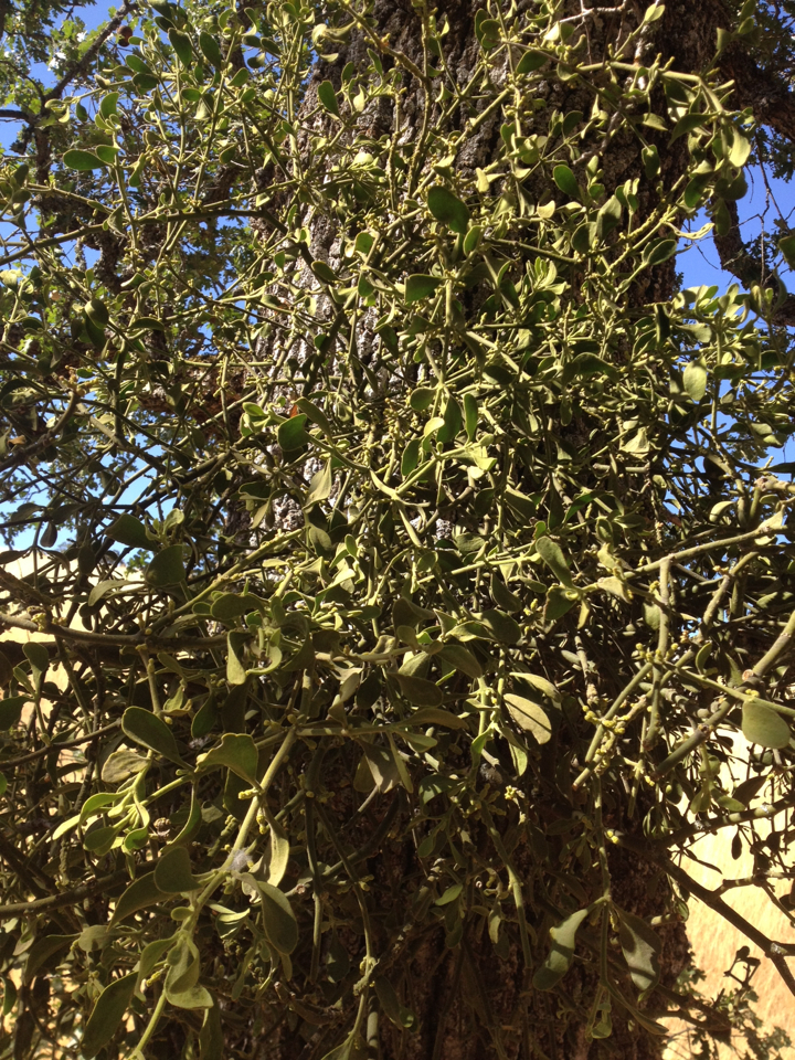 Phoradendron villosum