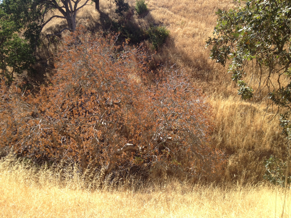 Aesculus californica
