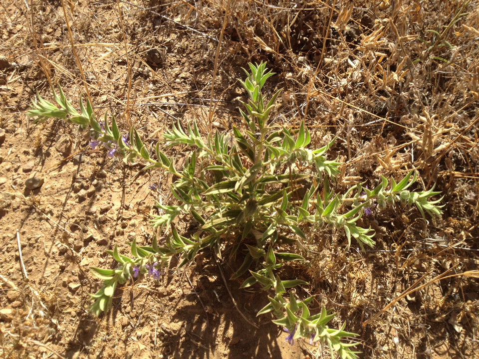 Trichostema lanceolatum