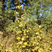 coyote brush