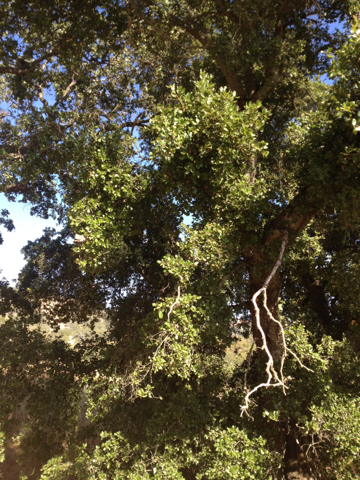 Quercus agrifolia