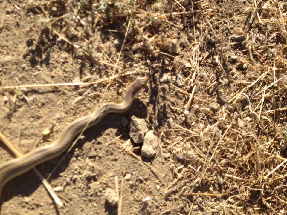 Coluber constrictor mormon