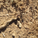 Western Yellow-bellied Racer
