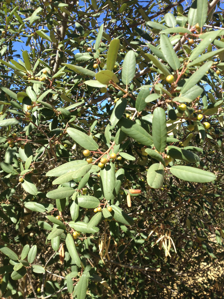 Frangula californica