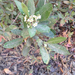 Toyon