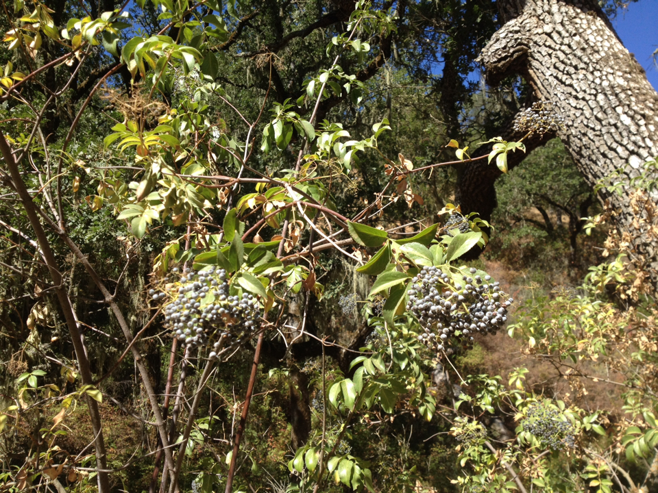 Sambucus cerulea