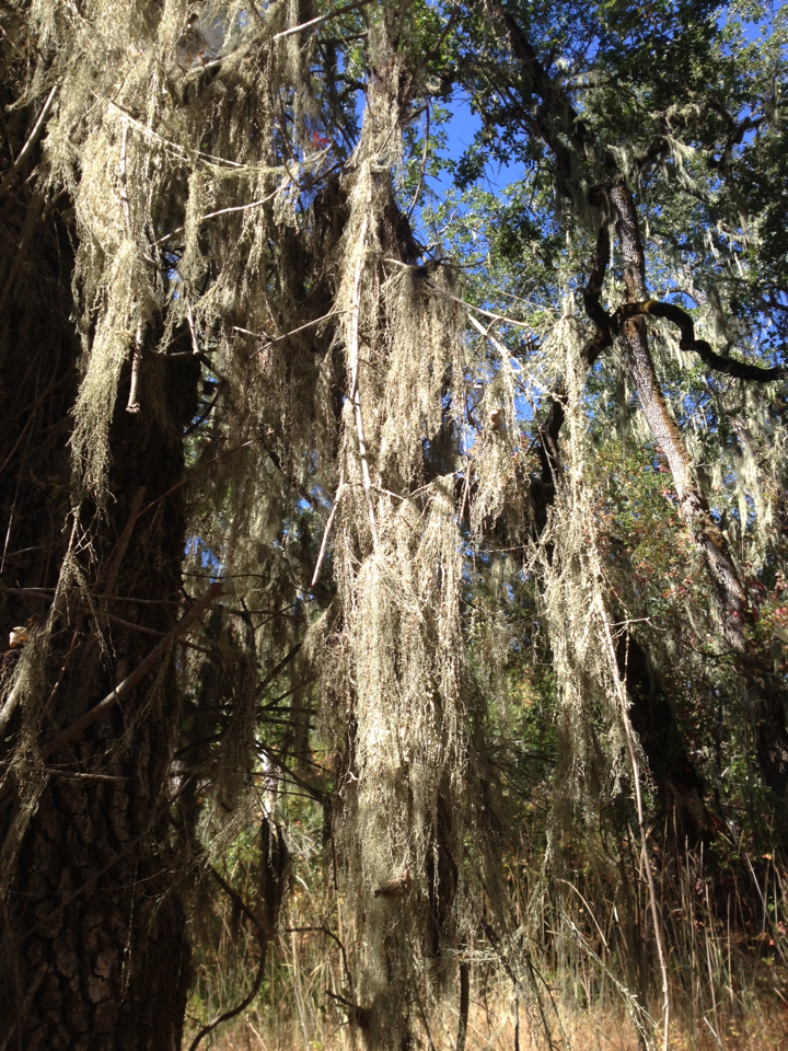 Ramalina menziesii