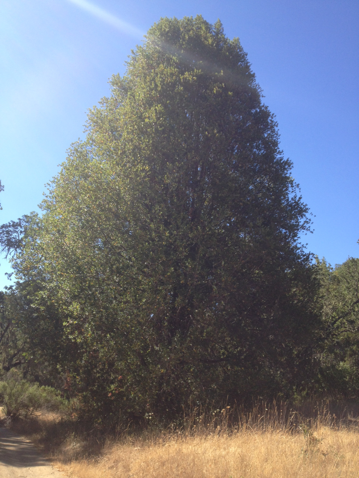 Umbellularia californica