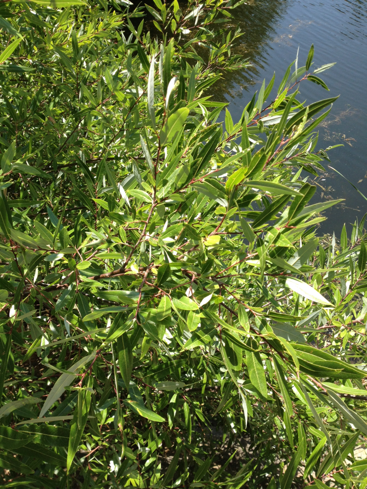 Salix laevigata