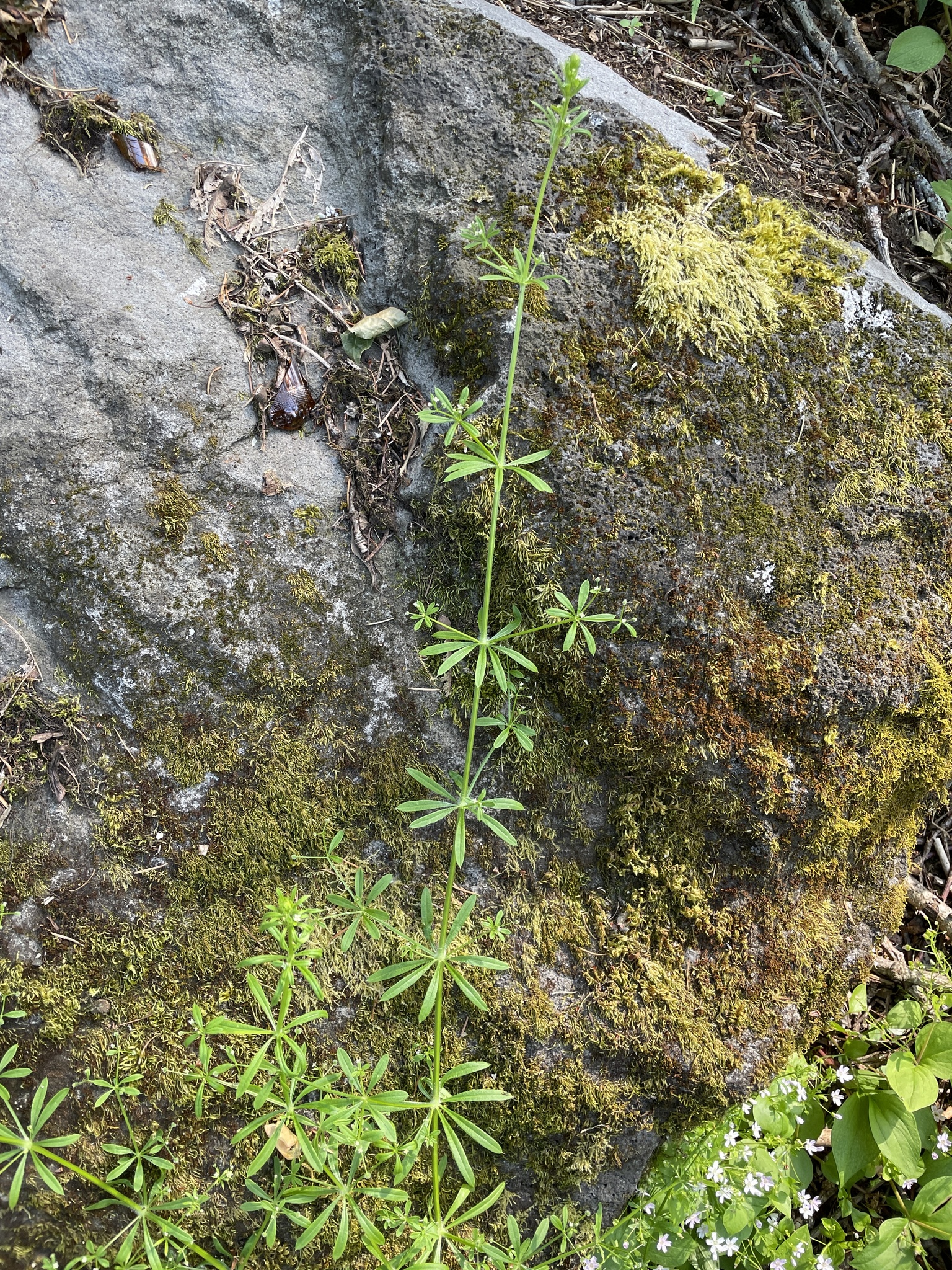 Galium aparine