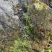 catchweed bedstraw