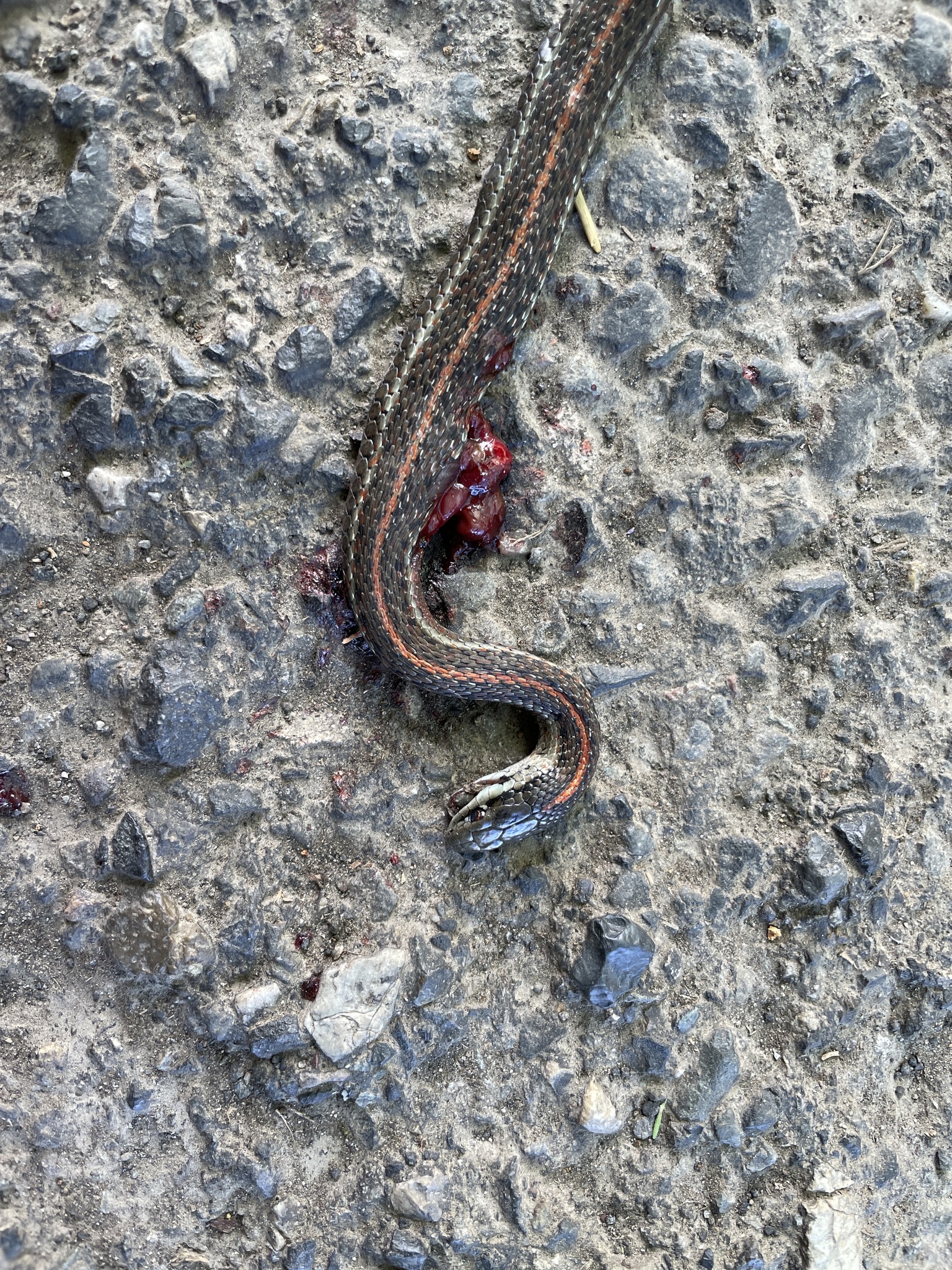 Thamnophis ordinoides